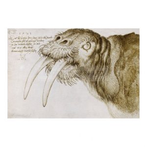 DUR025 Head of a Walrus
