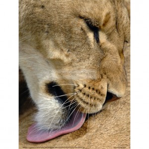BMF034  Lioness Lick Full Bleed