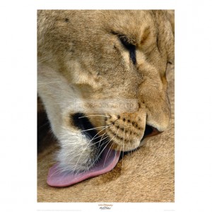 MF034  Lioness Lick
