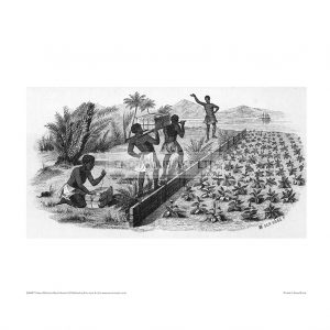 SLA049 Tobacco Plantation South America